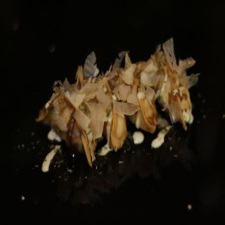 43. Gyoza Frito (4 Uds.)