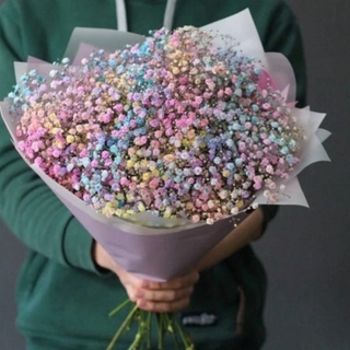 ფერადი გიფსოფილა