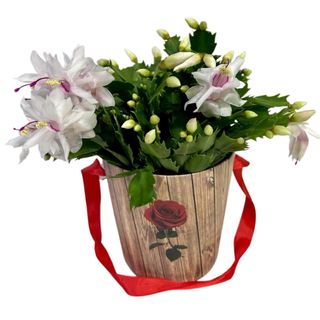 Planta Scrumbergera cu sacosica