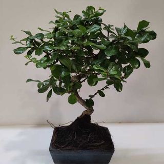 Bonsai Carmona 6 Años