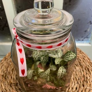 Terrario planta natural 