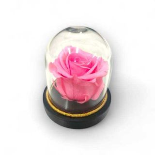 Mini Campânula Rosa Cor-de-Rosa