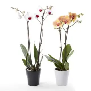 Pianta orchidea