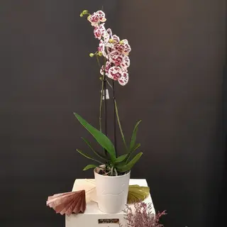 Orchidée blanche tachetée mauve