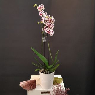Orchidée blanche tachetée mauve