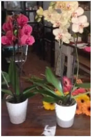 Orchidea