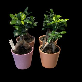 Bonsai in vas ceramic