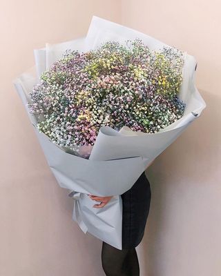 ფერადი გიფსოფილა