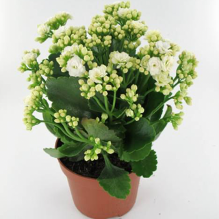 Kalanchoe branco
