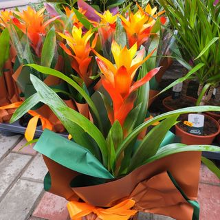 Guzmania 