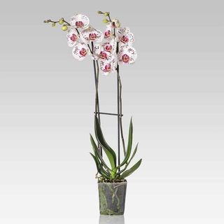 Orhidee Phalaenopsis pestrita