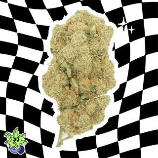 Amnesia - 1G