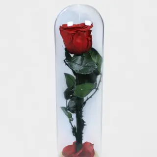 Cupula de rosa eterna 