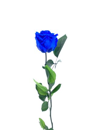 Rosa Eterna Azul