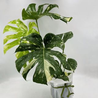 Monstera Constellation