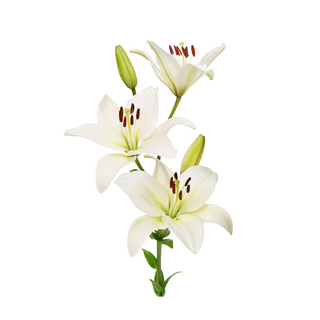 Giglio bianco singolo 