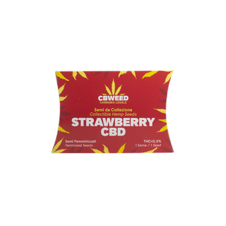 Strawberry CBD - 1 semente