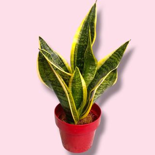 Sansevieria