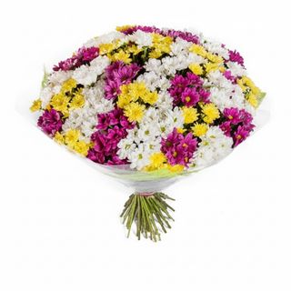 51 різнокольорова хризантема