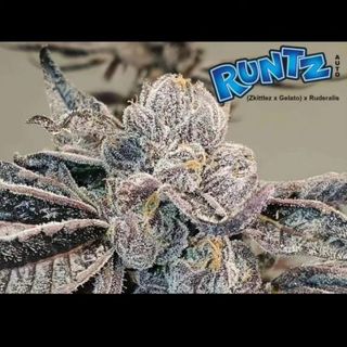 Super Strains Runtz Autoflowering X3