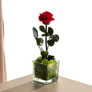 Crystal Rose - Rosa Eterna
