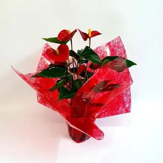 Planta Anthurium Rojo