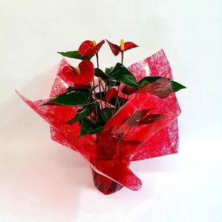 Planta Anthurium Rojo