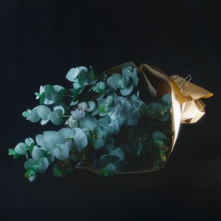 Ramo eucalipto fresco