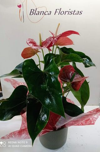 Anthurium Rojo Grande