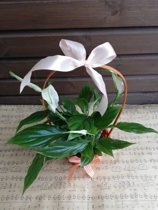 Cos cu Spathiphyllum