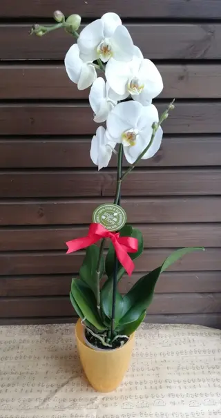 Orhidee phalenopsis ghiveci