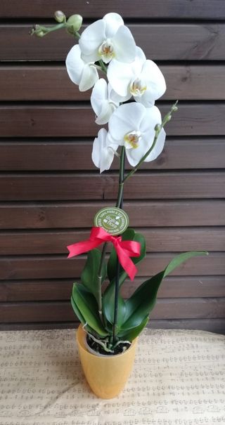 Orhidee phalenopsis ghiveci