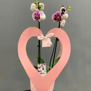 Orquídea ( Phalaenopsis ) con caja 