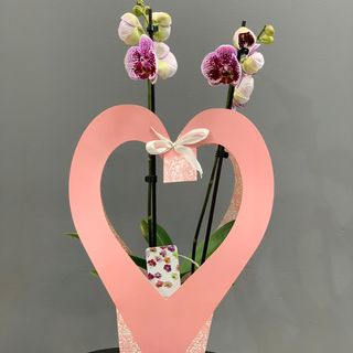 Orquídea ( Phalaenopsis ) con caja 