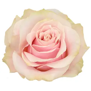 Tallo de rosa fresca frutteto