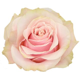 Tallo de rosa fresca frutteto