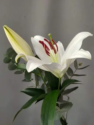 Lilium Oriental blanco Unidad