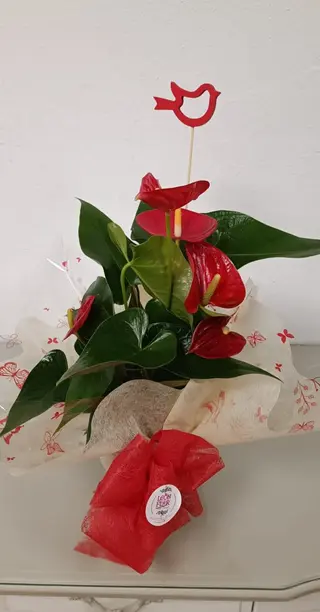 Anthurium