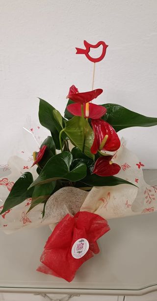 Anthurium