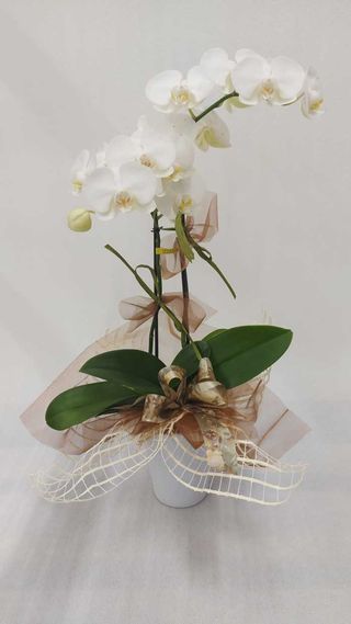 Orchidea bianca con ceramica
