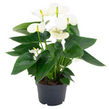 Anthurium blanc taille S