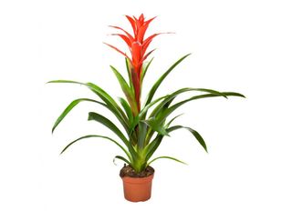 Гузмания, червена