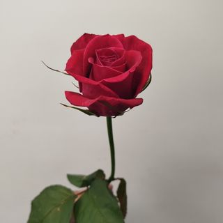 Троянда сорту Шангріла