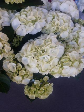 Ortenzia bianca grande 