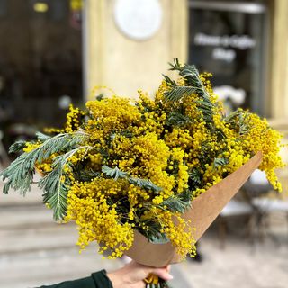 მიმოზას ფუმფულა კონა