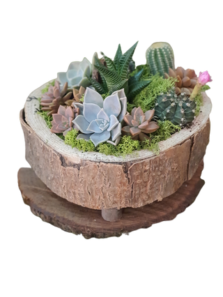 Cactus En Rodaja De Madera