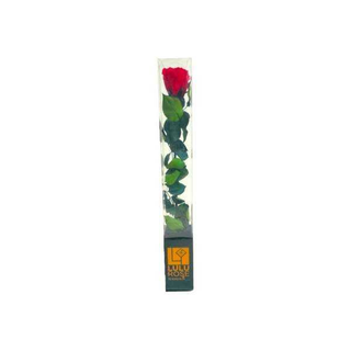 Rosa Vermelha Preservada