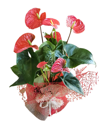 Anthurium Rojo