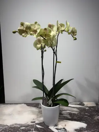 Orquídea De Color  65Cm Preparada Para Regalar ( Sin Maceta )