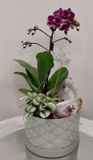 Box de Mini Orquídea